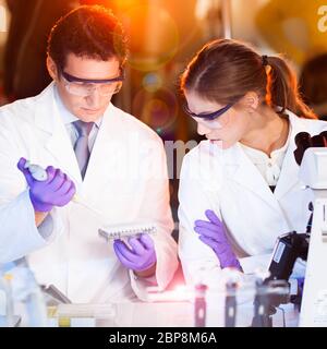 Focused life science professionals pipetting master mix solution into the PCR 96 well micro plate. Stock Photo