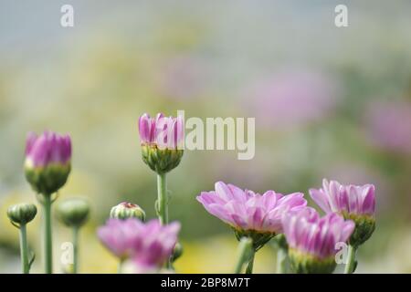 Soft chrysanthemum flower with sunshine and sweet warm bokeh from light. pastel color Stock Photo
