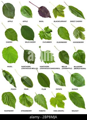 set of green leaves of trees and shrubs with names isolated on white background Stock Photo