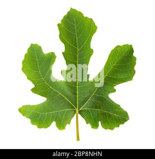 Fig leaf isolated on white background Stock Photo