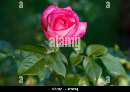 Pink rose in a garden on blurred  background Stock Photo