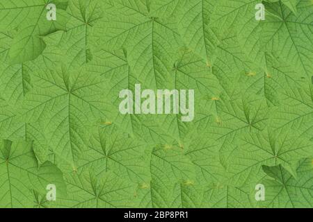 Green leaf texture. Abstract leavs background Stock Photo