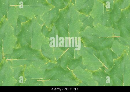 Green leaf texture. Abstract leavs background Stock Photo
