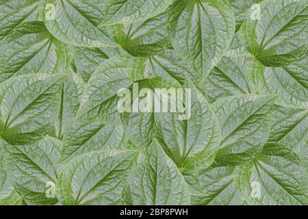 Green leaf texture. Abstract leavs background Stock Photo