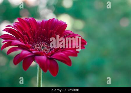 Red gerbera on a blurry green background. Photo of a flower with place for text Stock Photo