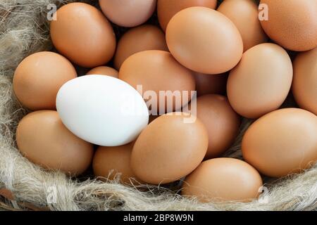 group of chicken brown eggs and one white egg. Stock Photo