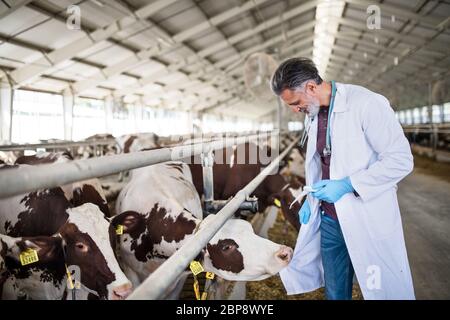 Man veterinary doctor working on diary farm, agriculture industry. Stock Photo