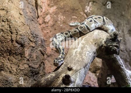 Two Python snakes on dry wood branch. Stock Photo