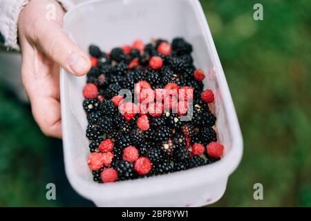 Mixed blackberries and raspberries collect in forest. Healthy, vegan, assorted berries concept Stock Photo