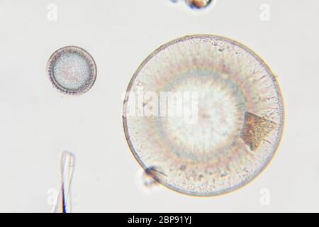 Marine Diatoms, Bacillariophyta Stock Photo
