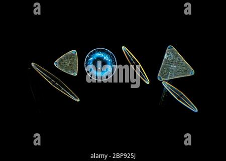 Diatoms, microscope view (NOTE: see usage restriction) Stock Photo
