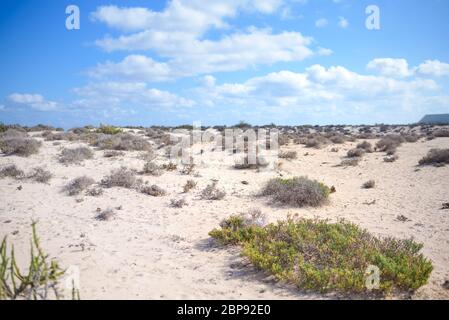 Green shoot in the desert - conceptual photo for growth in adverse conditions Stock Photo