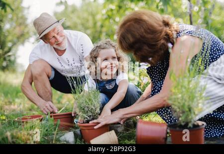 Senior grandparents and granddaughter gardening in the backyard garden. Stock Photo