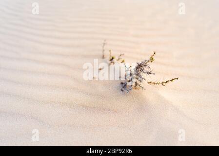 Green shoot in the desert - conceptual photo for growth in adverse conditions Stock Photo