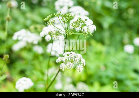 white flowers of ground elder plant close up on green meadow in summer day with blurred background Stock Photo