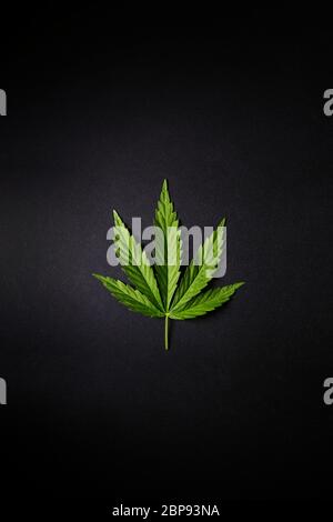 Cannabis leaf on simple black background flat lay. Free space for your text. Stock Photo