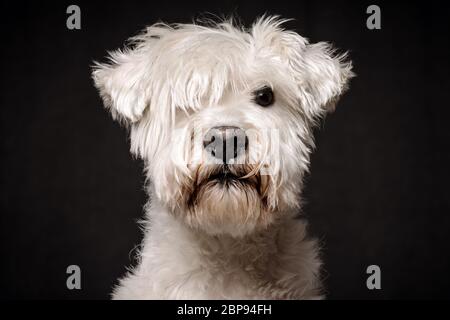 Front view animal portrait of serious white schnauzer dog on dark background. Stock Photo