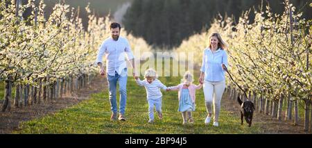 Family with two small children and dog walking outdoors in orchard in spring.