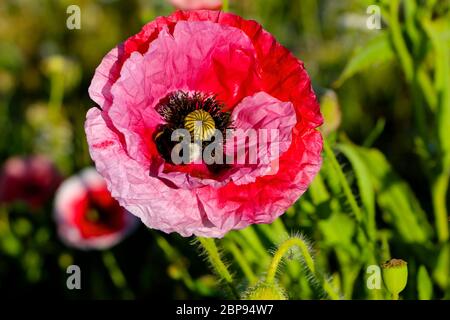 Series 5 of 6 Bombus lucorum or white tailed bumble bee inside a Papaver rhoeas or red poppy flower close up Stock Photo