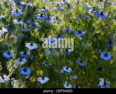 Nigella damascena, love-in-a-mist or ragged lady or devil in the bush flowers white and blue with green and purple centre Stock Photo