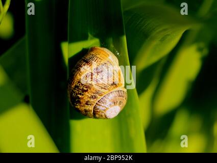 Cornu aspersum or common garden snail on a green leaf in sun light Stock Photo