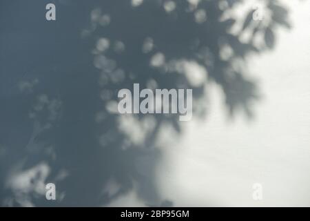 The shadow of tree branches and leaves on the white concrete wall in daytime. Stock Photo
