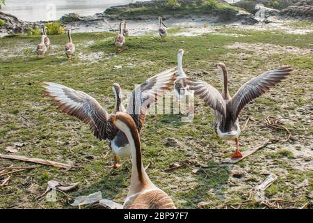 A flock of swan running on a Village Road,at Kala Bagi,Khulna. Bangladesh. Stock Photo