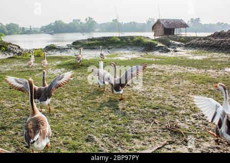 A flock of swan running on a Village Road,at Kala Bagi,Khulna. Bangladesh. Stock Photo