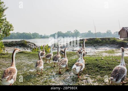 A flock of swan running on a Village Road,at Kala Bagi,Khulna. Bangladesh. Stock Photo