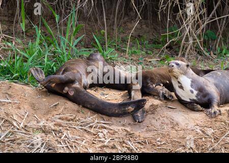 Giant otter on water from Pantanal wetland area, Brazil. Brazilian wildlife. Pteronura brasiliensis Stock Photo