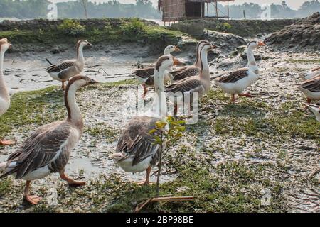 A flock of swan running on a Village Road,at Kala Bagi,Khulna. Bangladesh. Stock Photo