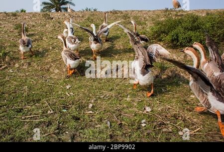 A flock of swan running on a Village Road,at Kala Bagi,Khulna. Bangladesh. Stock Photo