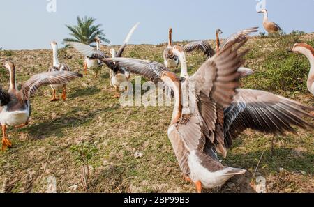 A flock of swan running on a Village Road,at Kala Bagi,Khulna. Bangladesh. Stock Photo