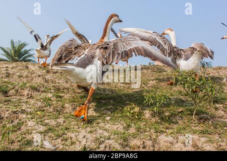 A flock of swan running on a Village Road,at Kala Bagi,Khulna. Bangladesh. Stock Photo