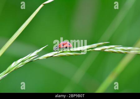Ladybird on plant  in green nature  with many copy space Stock Photo