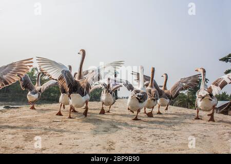 A flock of swan running on a Village Road,at Kala Bagi,Khulna. Bangladesh. Stock Photo