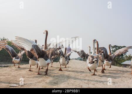 A flock of swan running on a Village Road,at Kala Bagi,Khulna. Bangladesh. Stock Photo