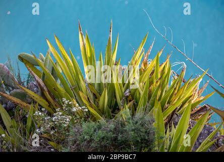 Aloe vera plant on a background of ocean blue Stock Photo