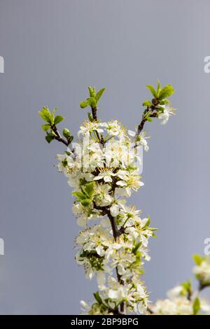 Blooming fruit tree with fragrant white flowers with large petals Stock Photo