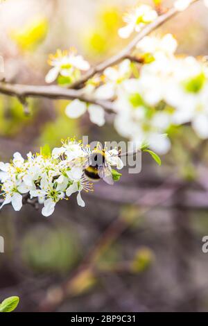 blooming fruit tree with fragrant white flowers with large petals and a bumblebee pollinating them Stock Photo