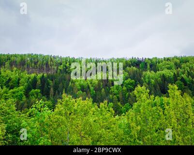 Spring forest texture with different shades of green. Lot of trees on the mountain hill as a pattern. Wild nature landscape, fresh background and clou Stock Photo