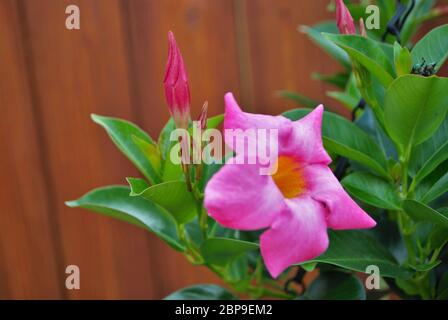 Bright pink Rock trumpet flower growing in the spring Stock Photo