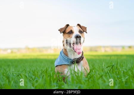 Happy dog in bandana rests in green grass. Staffordshire terrier mutt in the summer sun lit field Stock Photo