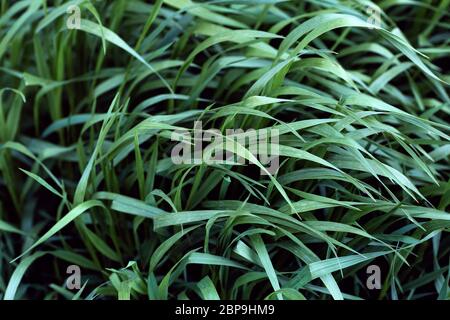 Grass under the wind in the background field. Green summer grass before a summer thunderstorm. Stock Photo
