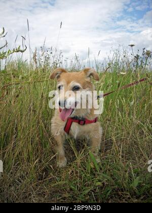 Panting cute Jack Russell cross Yorkshire terrier mongrel dog with red harness and lead in long grass. Stock Photo