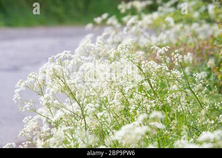 Cow parsley - anthriscus sylvestris - growing on rural roadside verge - Scotland, UK Stock Photo