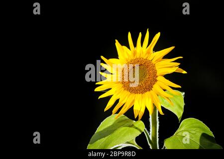 Head of a sunflower (lat: Helianthus annuus) isolated on black background. Stock Photo