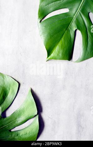 Monstera leaf on grey concrete background. View from above. Monstera background. Stock Photo