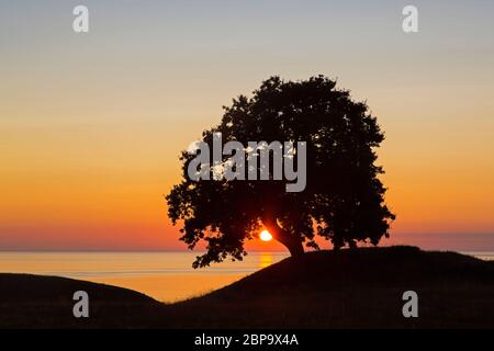 Common oak / pedunculate oak / English oak tree (Quercus robur) silhouetted against sunrise sky in summer along the coast in Skane / Scania, Sweden Stock Photo