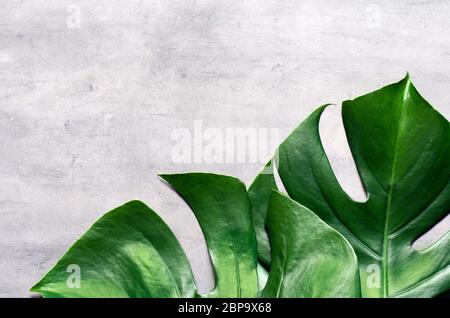 Monstera leaf on grey concrete background. View from above. Monstera background. Stock Photo